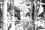 Our outhouse in the trees.